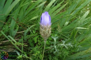 catananche-caerulea (2)6.jpg_product